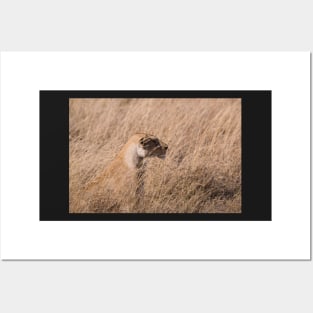 Serengeti Lion #6 Posters and Art